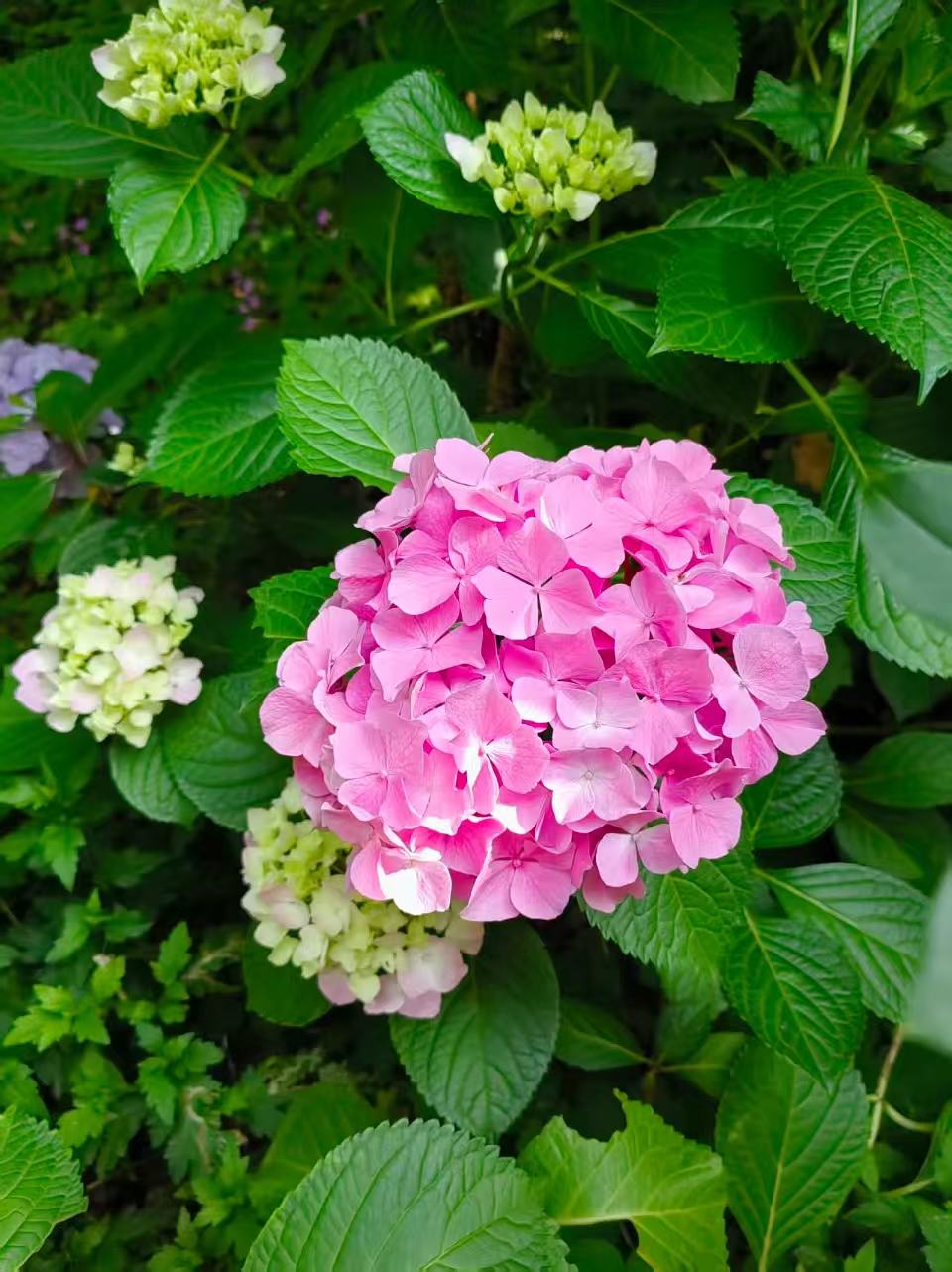 粉色绣球花