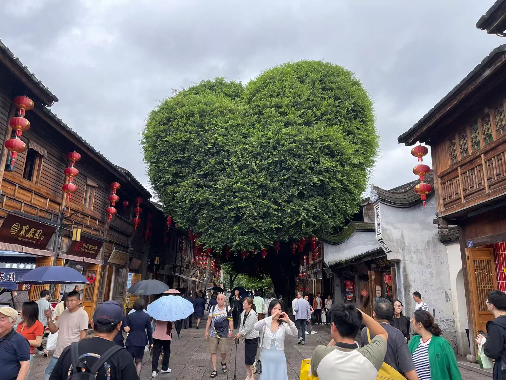 庭院牡丹花